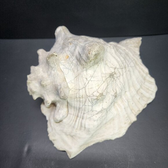 Queen Conch Shell Pink Large 7'' Decorative Seashell Nautical Display - Picture 7 of 11